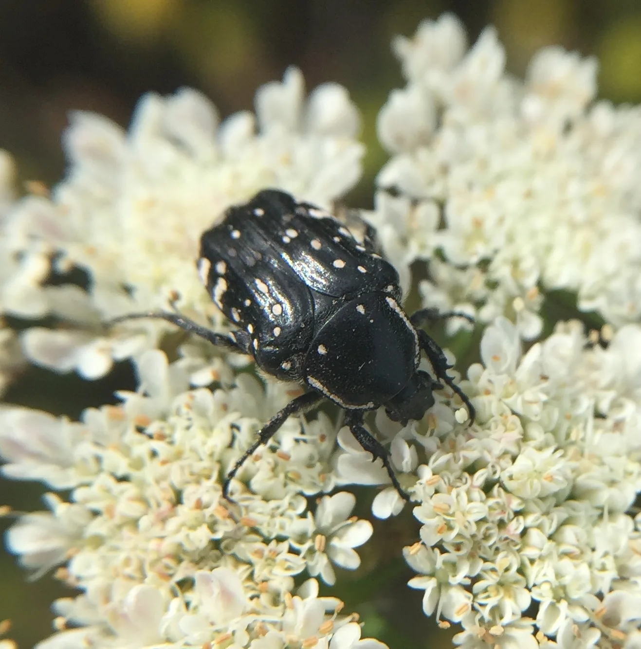 Metangitsi — Polygyros (Greece)
