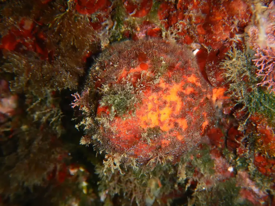 Platania