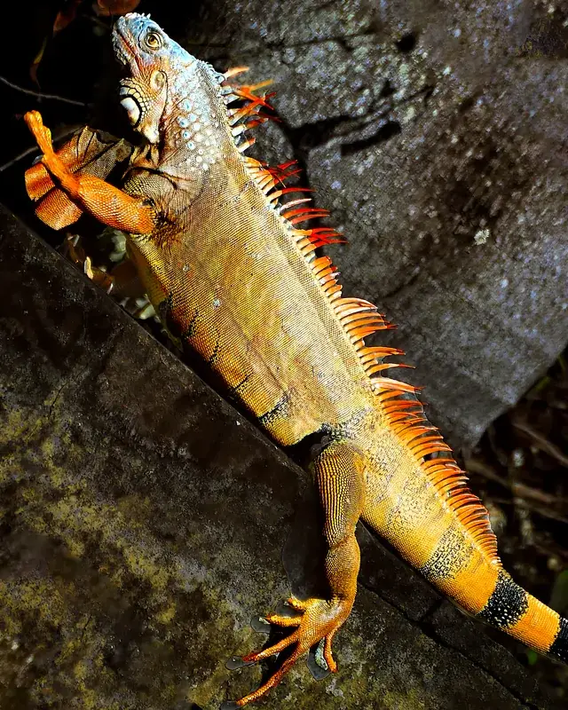 Proiectul de Conservare a Iguanei Verzi