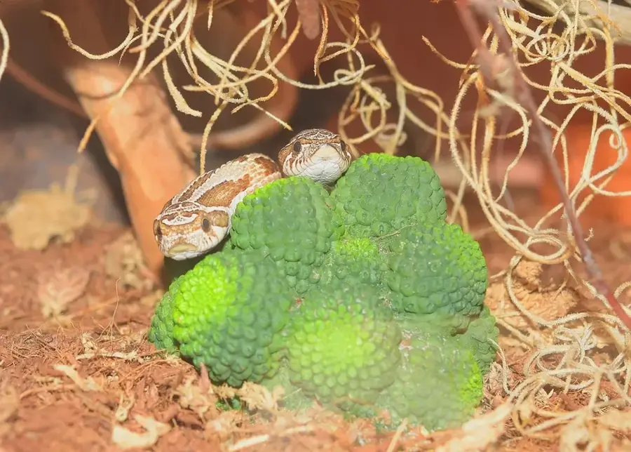 Crochu — Insula Sandy (Grenada)
