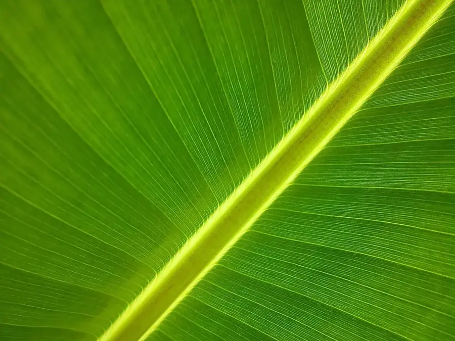 Ambalarea bananelor Izabal — El Estor (Guatemala)