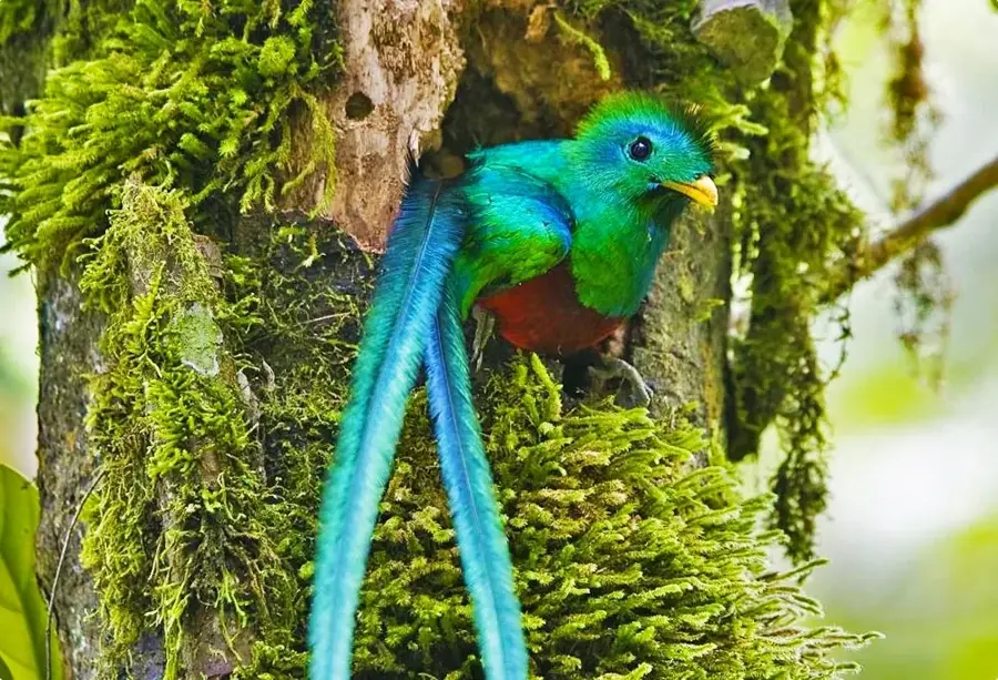 Biotopul Quetzalului — Laguna de Ayarza (Guatemala)