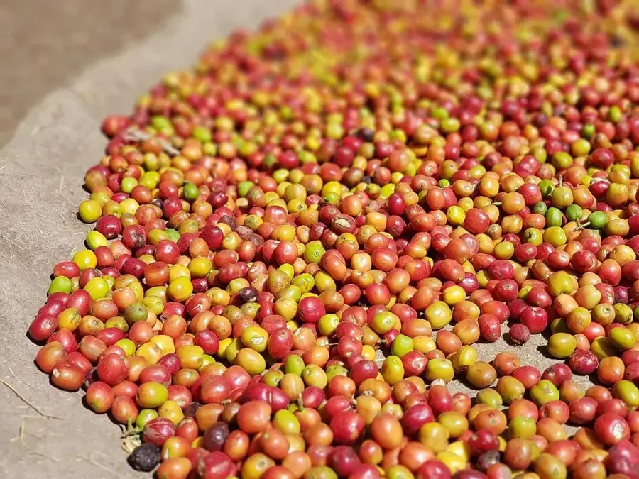 Procesarea cafelei Sacatepéquez — Barberena (Guatemala)