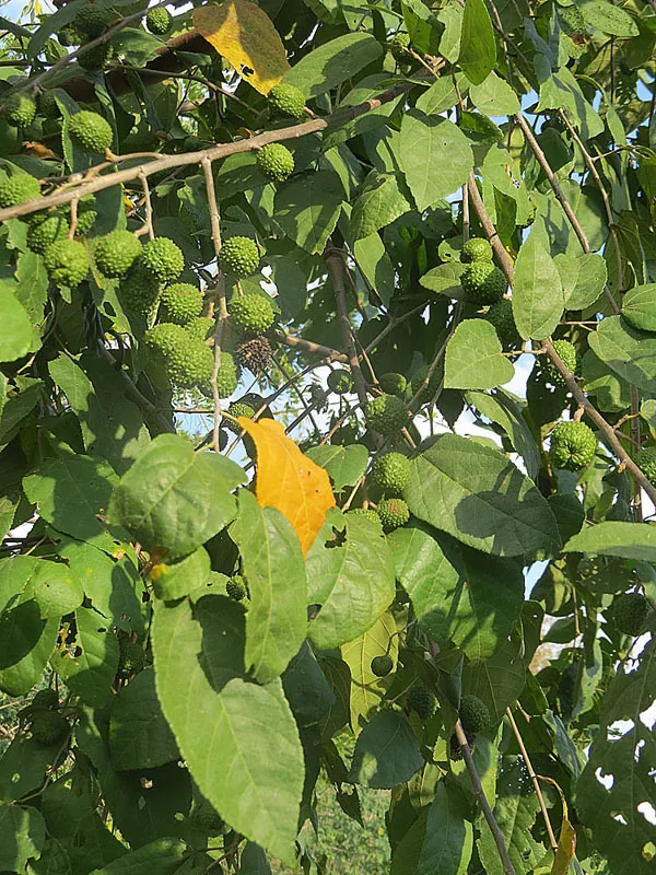 Guácimo — Cahuita (Costa Rica)