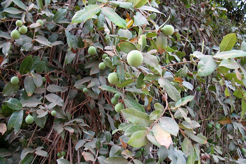 Insula Rubane
