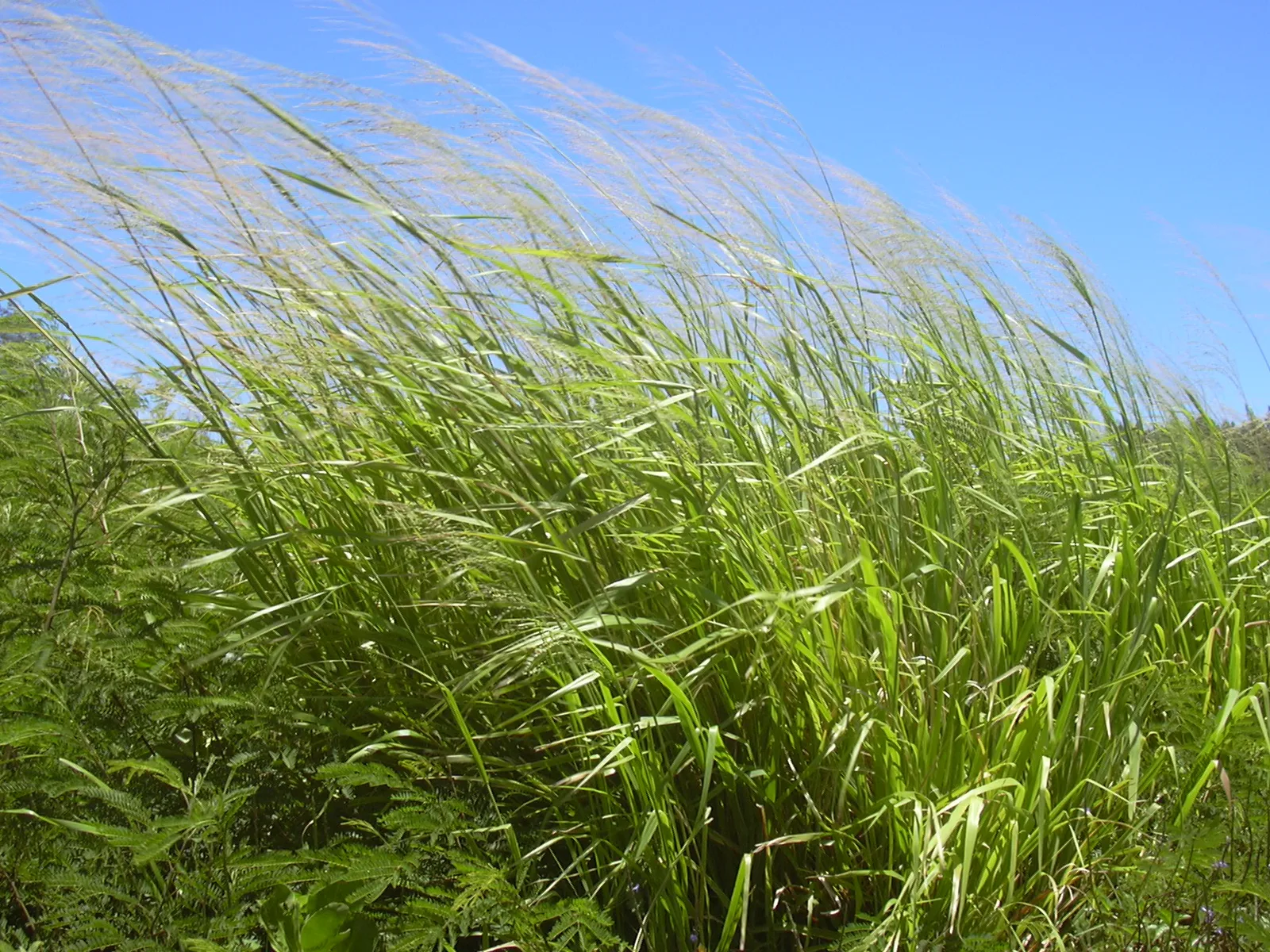 Guinea Grass Town