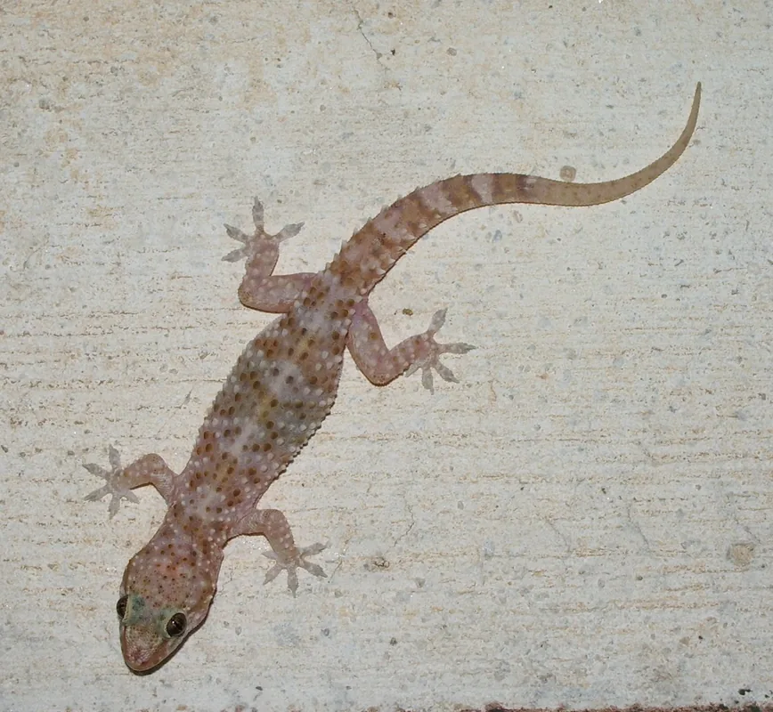 Arhipelagul Kerkennah