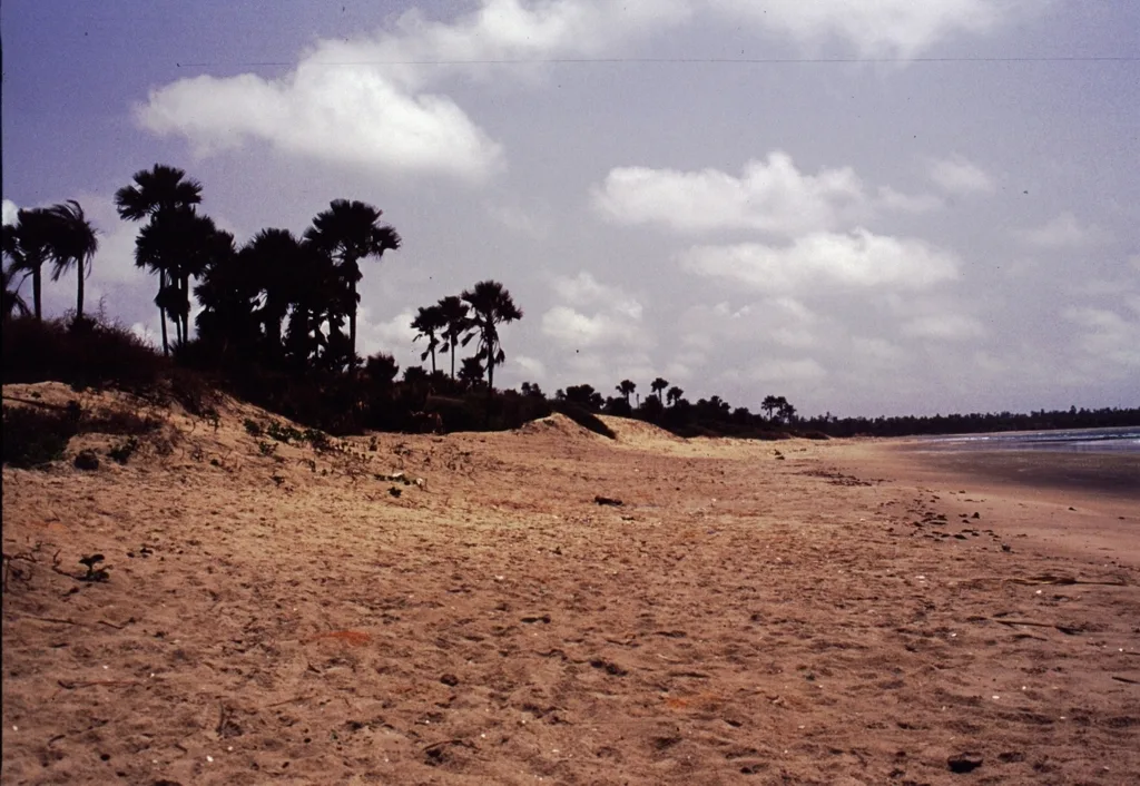 Gunjur Turtle Conservation