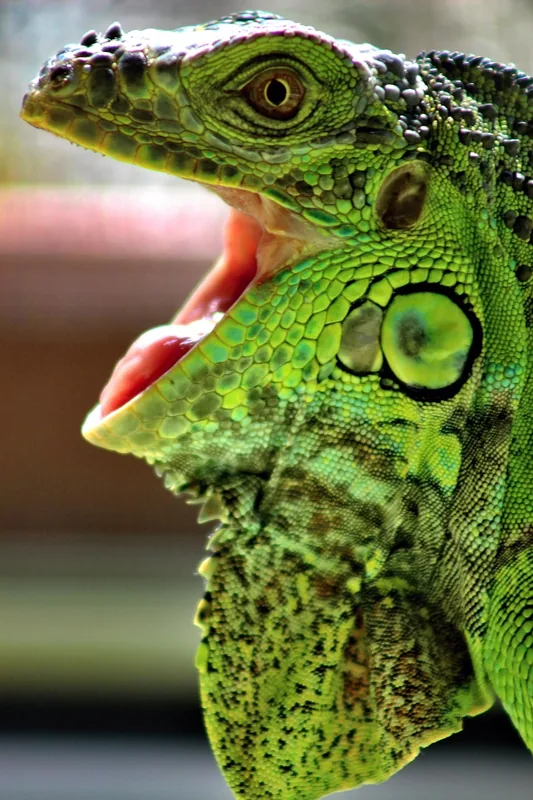 Leguan — Schoonord (Guyana)