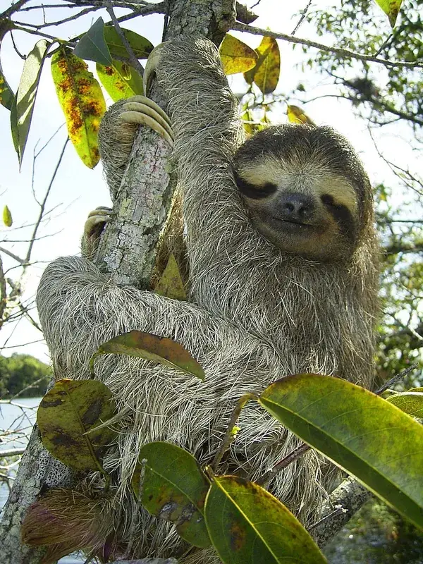 Sloth Island