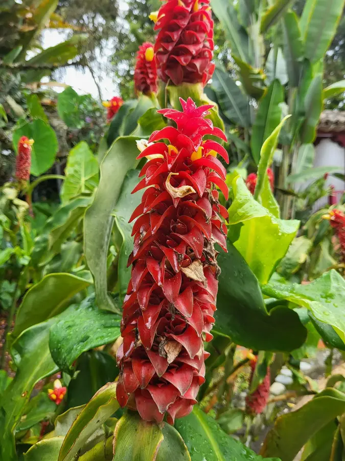 Hacienda Venecia — Filandia (Columbia)