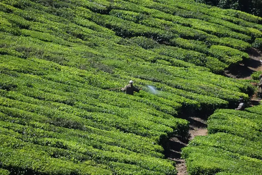 Handunugoda-Teeplantage — Matara (Sri Lanka)
