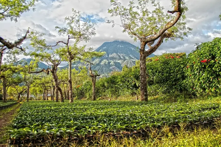 High Mountain Kaffeeplantage — Holy Trinity Kathedrale (Jamaika)