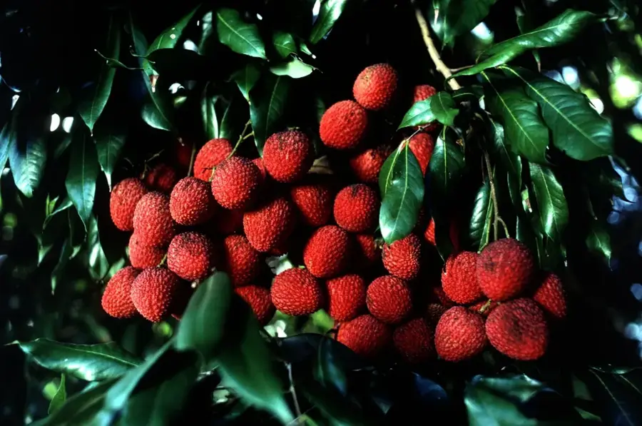 Lancetilla Botanikus Kert