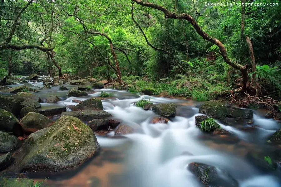Tai Po Kau Naturschutzgebiet