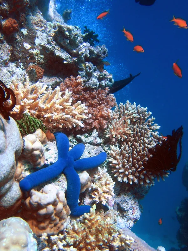 HP Zátony (HP Reef)