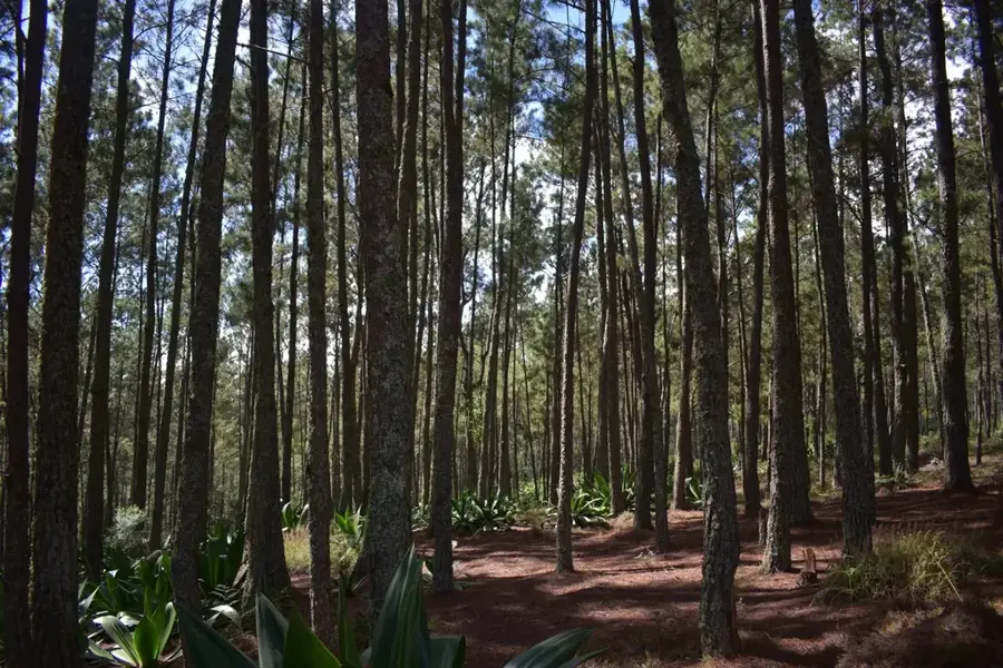 Forêt des Pins — Saut-d'Eau (Haiti)
