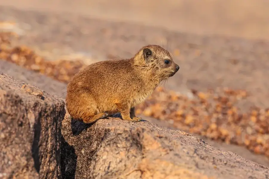 Hyrax Hill