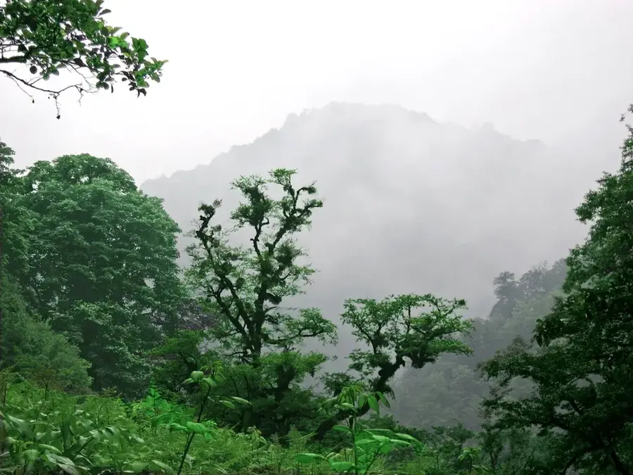 Hyrcanian Forests — Chaboksar (Iran)