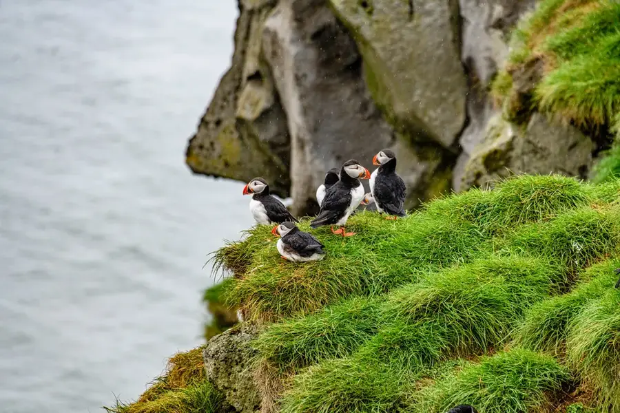 Ingólfshöfði Természetvédelmi Terület — Höfn (Izland)