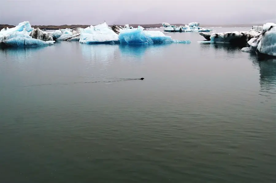 Jökulsárlón fókakolónia