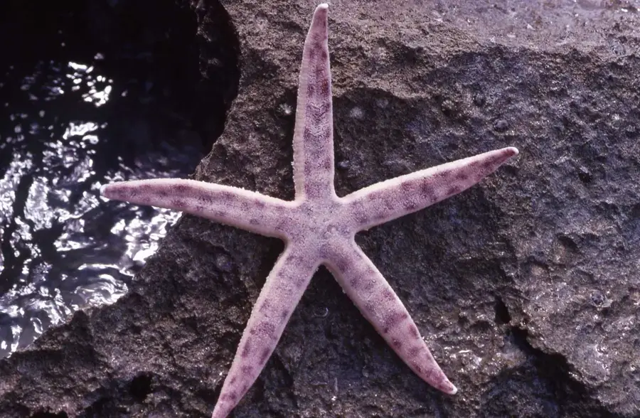 Ile aux Aigrettes (Kócsagok szigete)