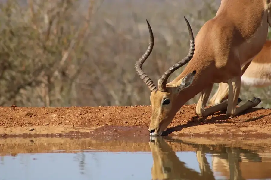 Mina de platină Impala — Pilanesberg (Africa de Sud)