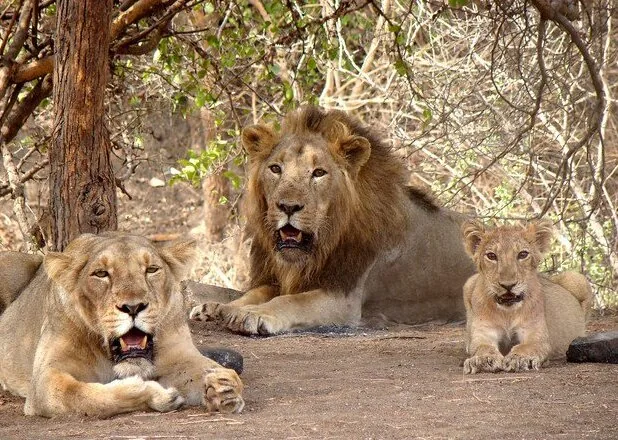 Parcul Național Pădurea Gir — Mount Abu (India)