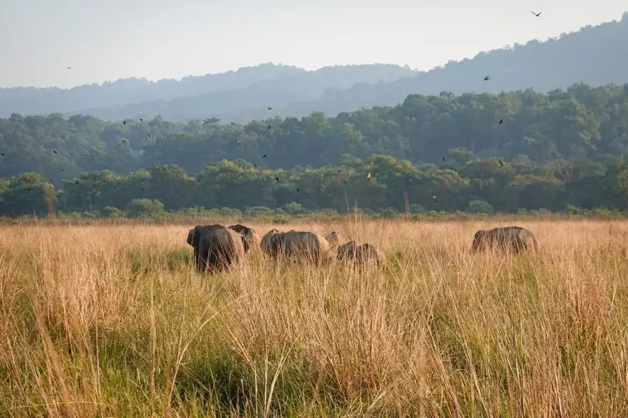 Jim Corbett Nemzeti Park — Nanda Dévi (India)