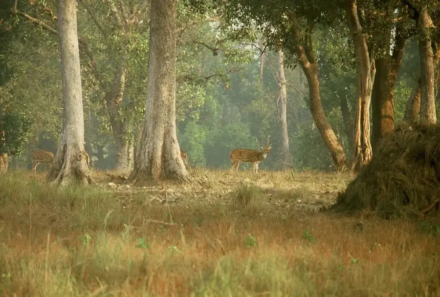 Kanha-Nationalpark — Kanha (Indien)