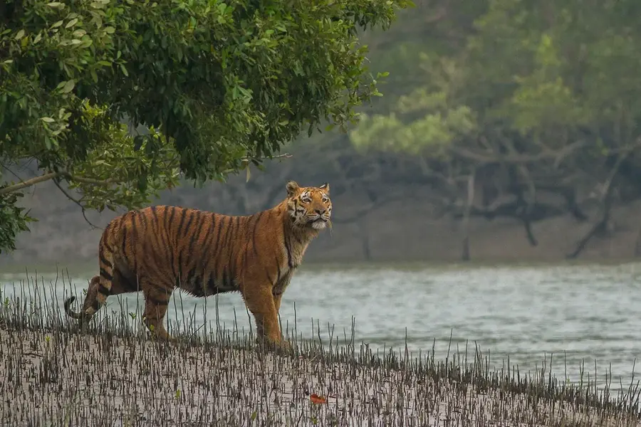 Parcul Național Sundarbans — Mandarmani (India)
