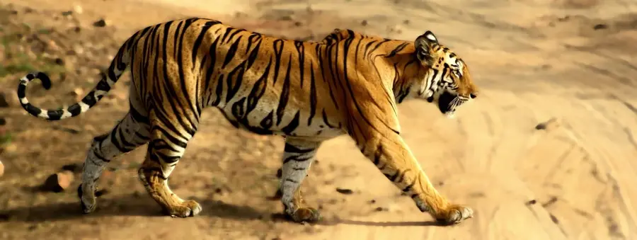 Bandhavgarh