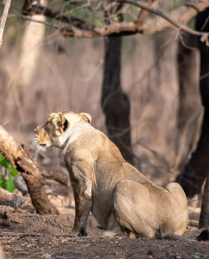 Gir (Sasan)