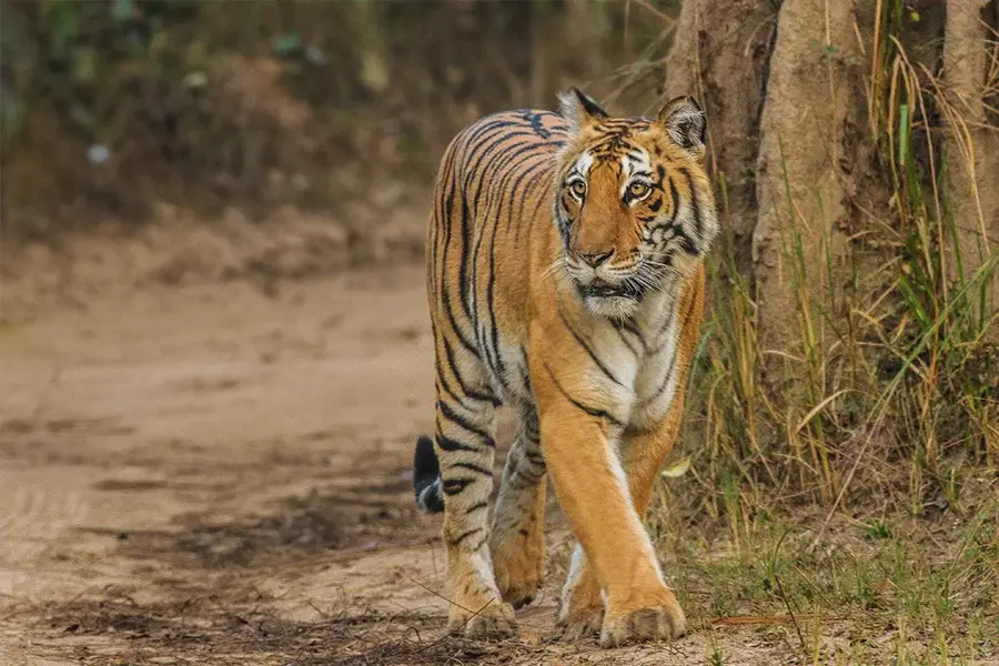 Jim Corbett (Ramnagar)