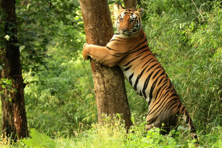 Kanha