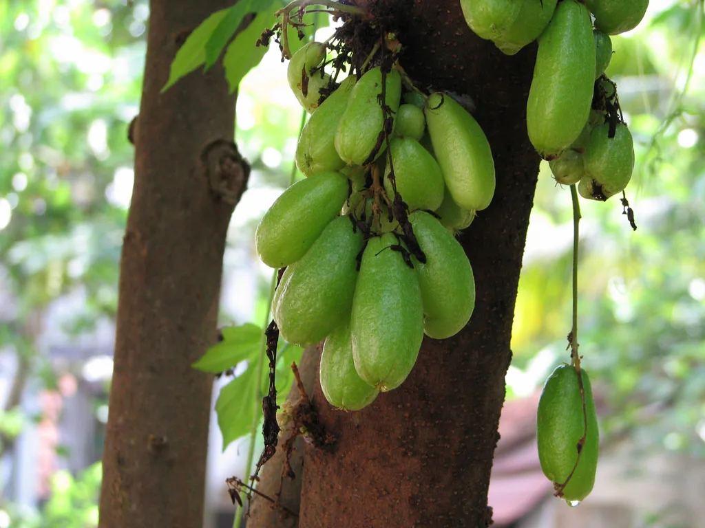 Thamarakkulam