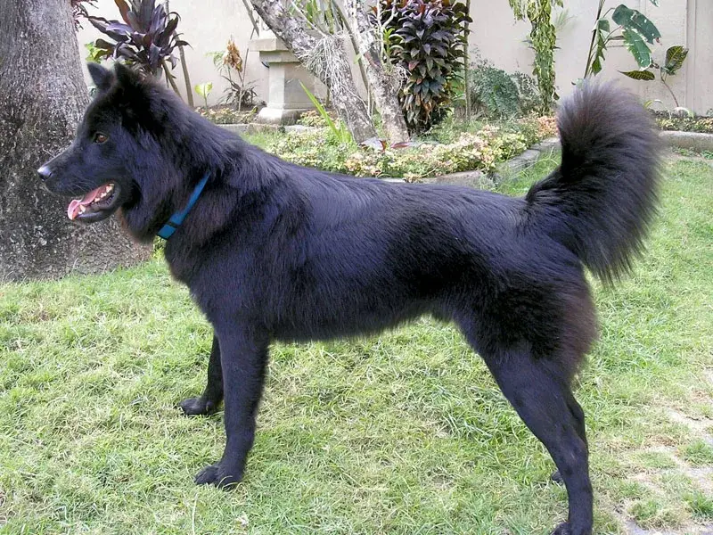 Kintamani