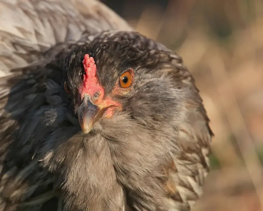 Egger Rădăuți — Voitinel (Romania)