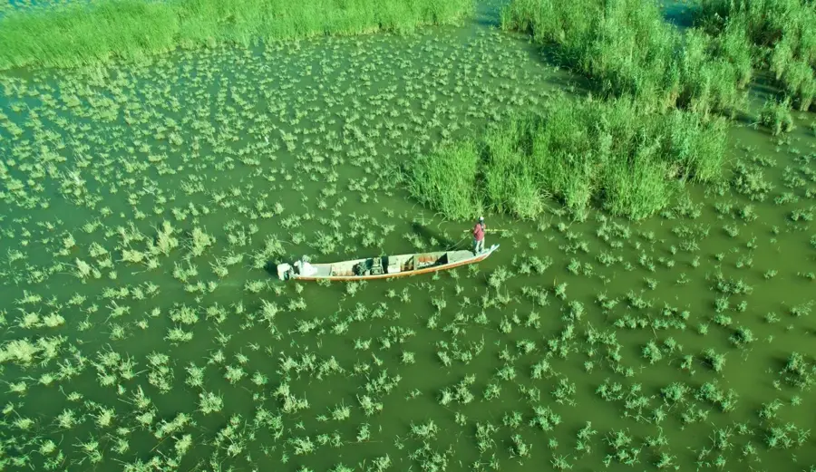 Mesopotamian Marshes — Majnoon Oil Field (Iraq)