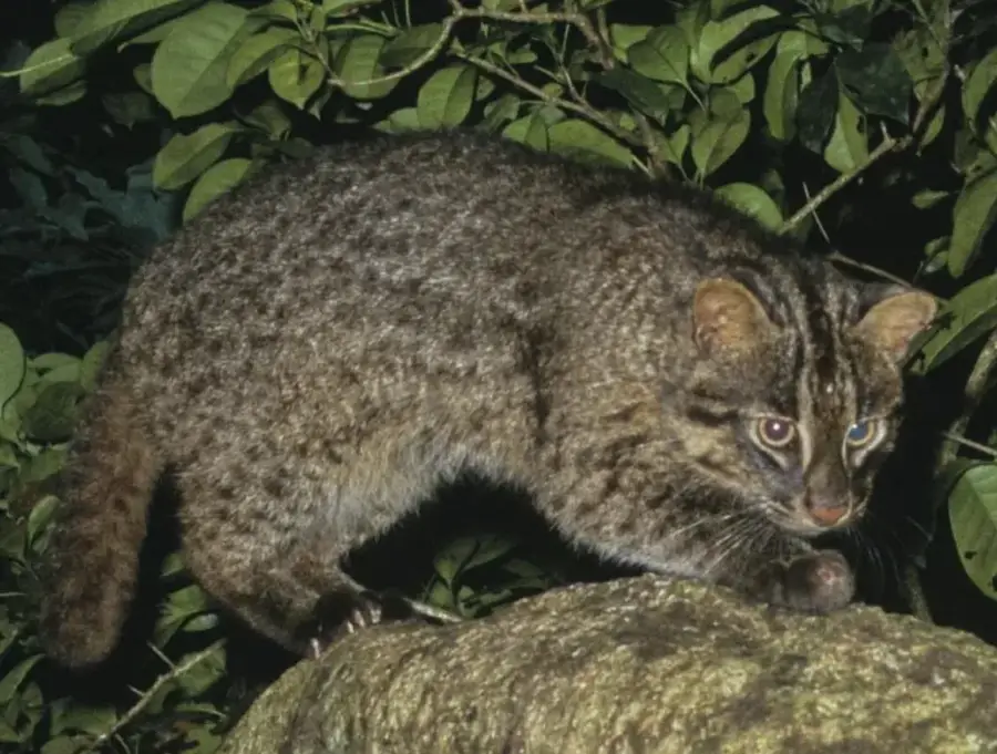 Insula Iriomote