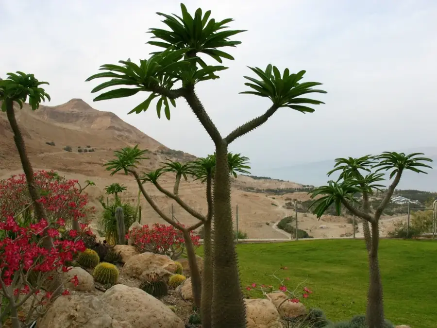 Ein Gedi Botanical Garden