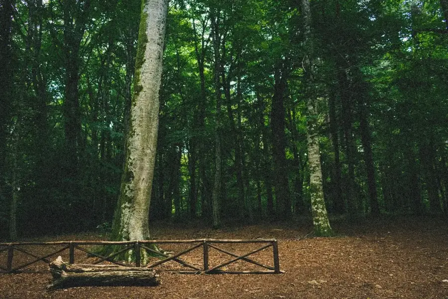 Foresta Umbra