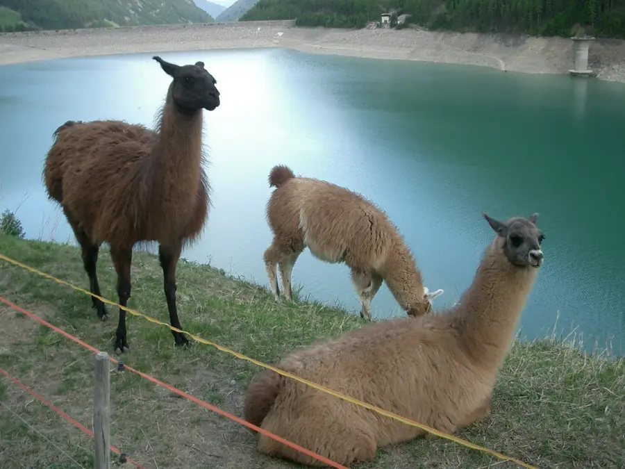 Lama — Capitello (Olaszország)