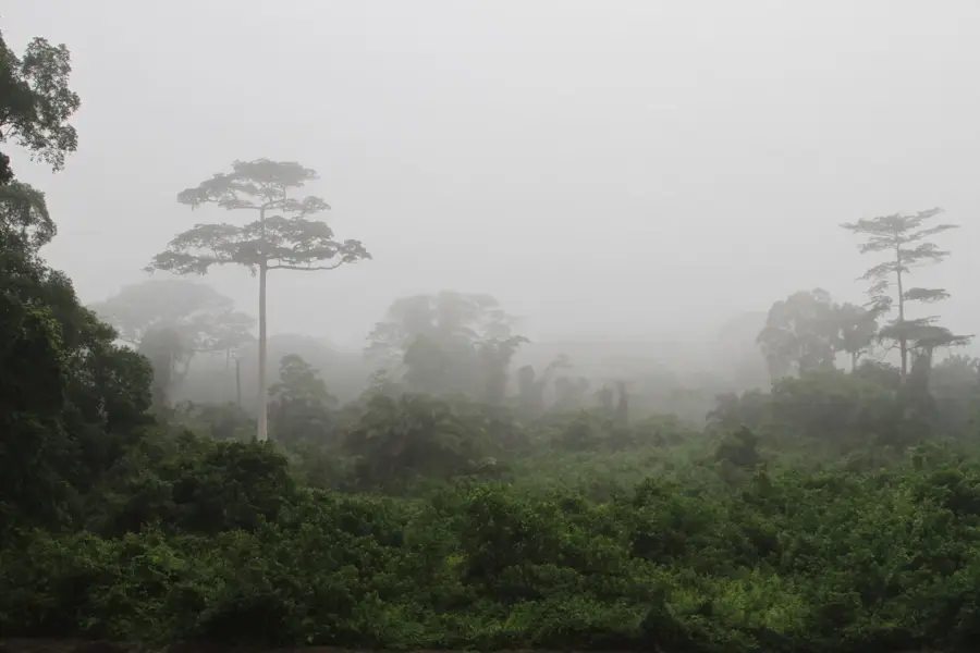 Taï