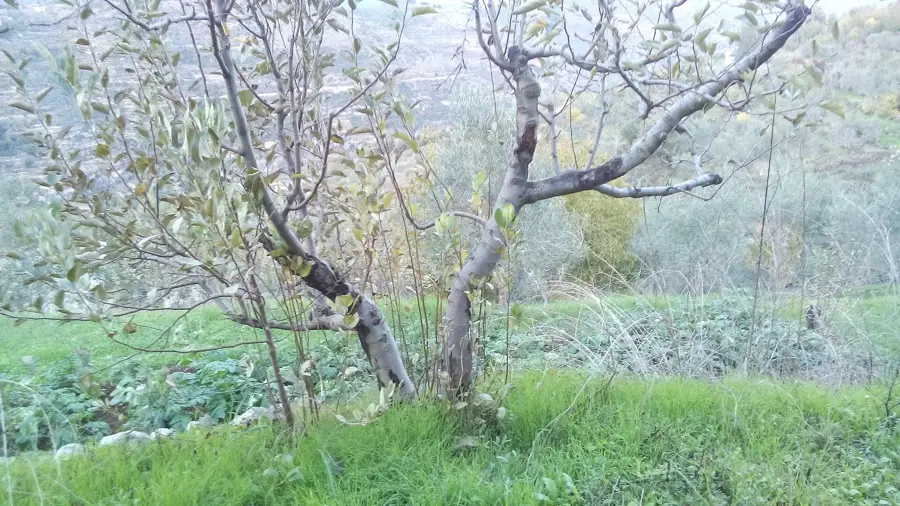 Dschebel Nabi Matta — Kobayat (Libanon)