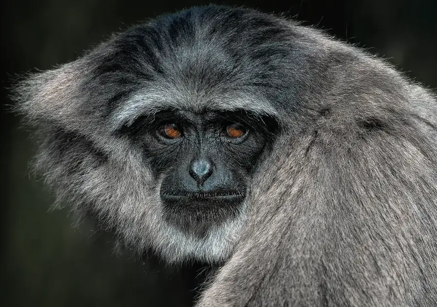 Jahoo Gibbon Camp — Yeak-Laom-See (Kambodscha)