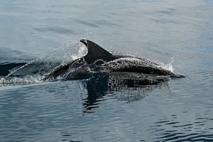 Dolphin Cove