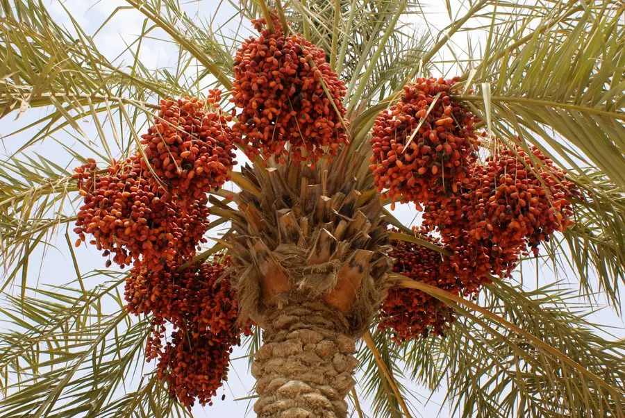 Jordan Valley Date Palm Plantations