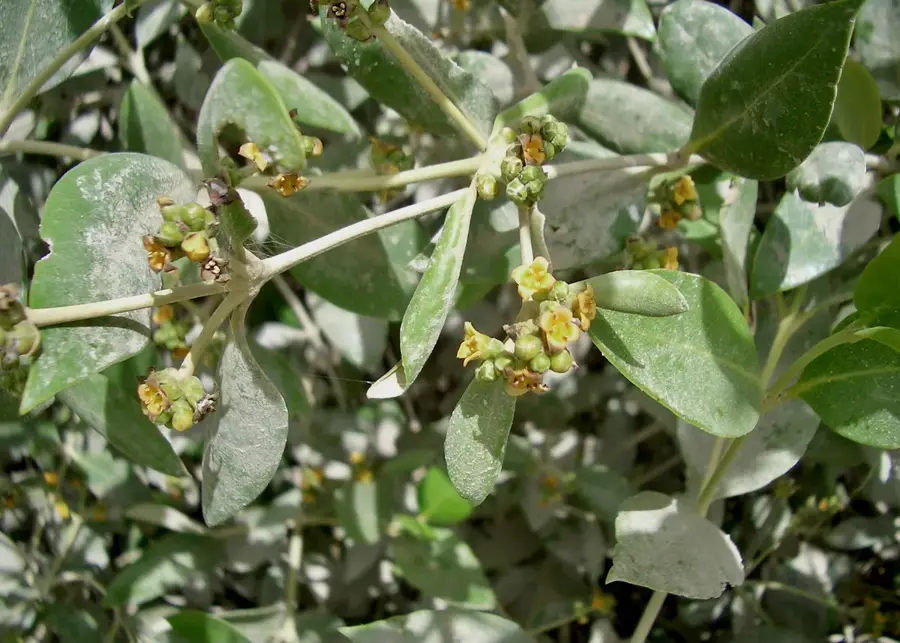 Kalba Conservation Reserve — Dibba Al-Hisn (United Arab Emirates)