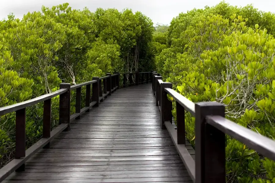 Pădurile de mangrove Kamaran — Al Hudaydah (Yemen)